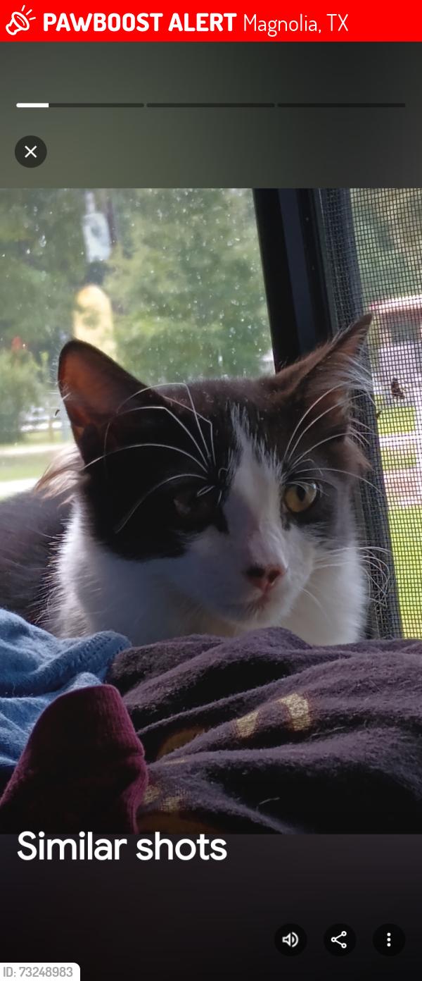 Lost Male Cat last seen Butera rd and nichols sawmill, Magnolia, TX 77355