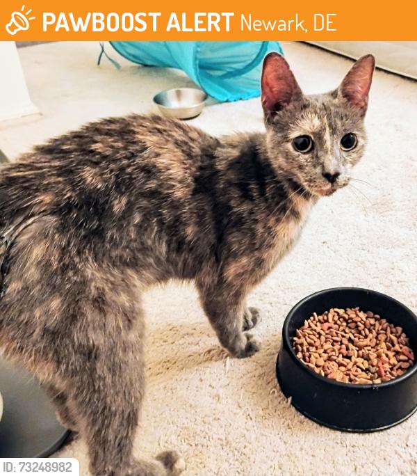 Found/Stray Female Cat last seen Sheldrake Road in Sherwood Forest, Newark, DE 19713
