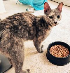 Found/Stray Female Cat last seen Sheldrake Road in Sherwood Forest, Newark, DE 19713