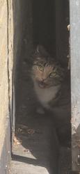 Found/Stray Unknown Cat last seen Leytonstone, Greater London, England E11 4PB