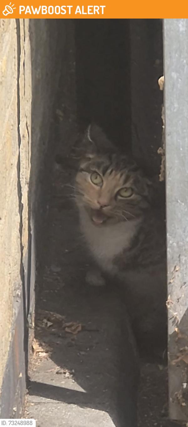 Found/Stray Unknown Cat last seen Leytonstone, Greater London, England E11 4PB