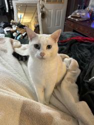 Lost Male Cat last seen Lower river road, Bradley County, TN 37312