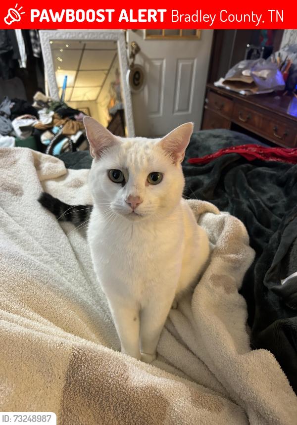 Lost Male Cat last seen Lower river road, Bradley County, TN 37312