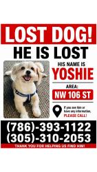 Lost Male Dog last seen 27th NW 106st, Miami, FL 33147