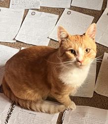 Found/Stray Male Cat last seen Near and 104th Street, Blaine, MN 55434
