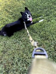 Found/Stray Male Dog last seen Collingswood & ohare, Port Charlotte, FL 33948