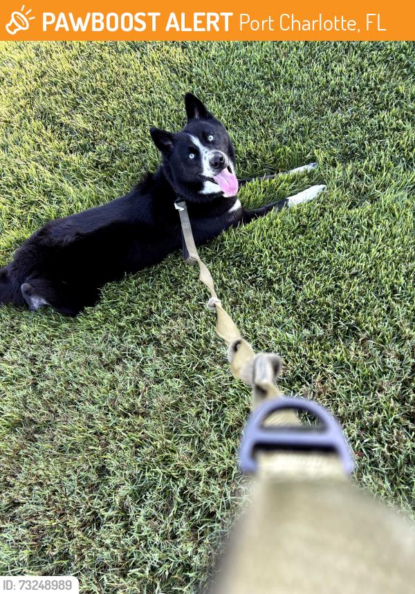 Found/Stray Male Dog last seen Collingswood & ohare, Port Charlotte, FL 33948