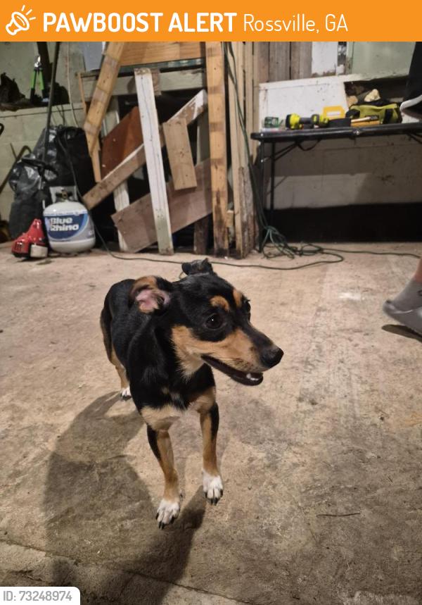Found/Stray Female Dog last seen Play ground at rossville park, Rossville, GA 30741