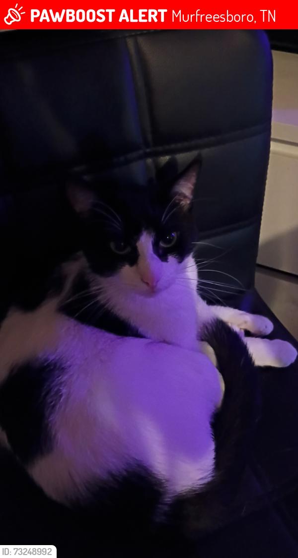 Lost Male Cat last seen Rucker Landing hses, Murfreesboro, TN 37127