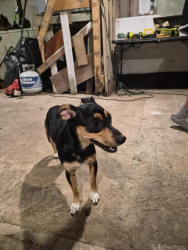 Found/Stray Female Dog last seen Play ground at rossville park, Rossville, GA 30741