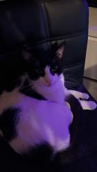 Lost Male Cat last seen Rucker Landing hses, Murfreesboro, TN 37127