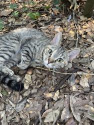 Found/Stray Female Cat last seen Behind GB elementary school, Gulf Breeze, FL 32561