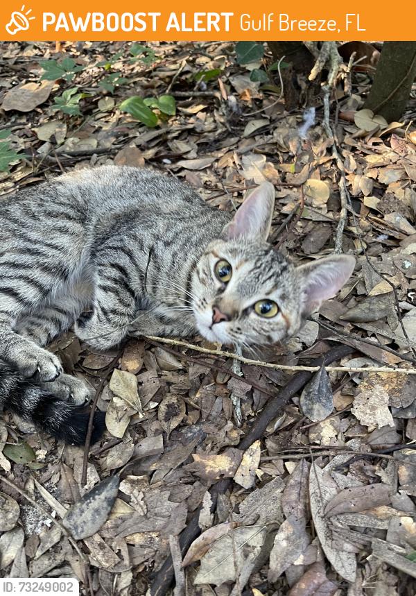 Found/Stray Female Cat last seen Behind GB elementary school, Gulf Breeze, FL 32561