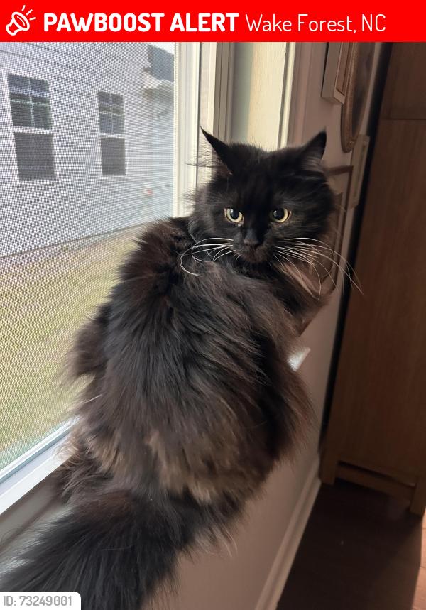 Lost Female Cat last seen Near and Averette rd, Wake Forest, NC 27596