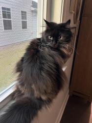 Lost Female Cat last seen Near and Averette rd, Wake Forest, NC 27596