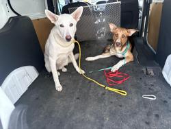 Found/Stray Unknown Dog last seen Carroll ave and Willow st, Dallas, TX 75246