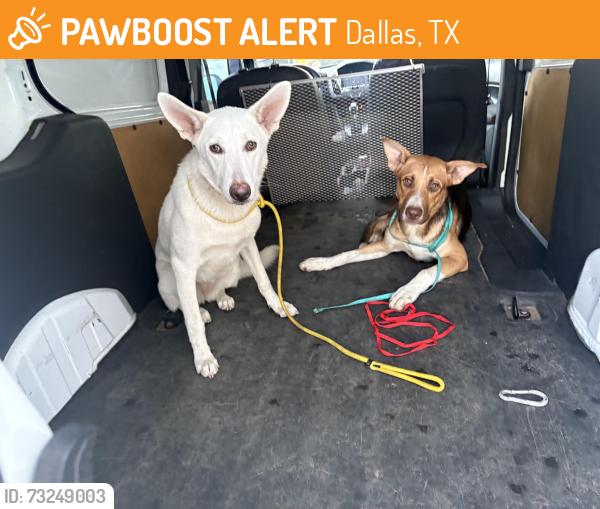 Found/Stray Unknown Dog last seen Carroll ave and Willow st, Dallas, TX 75246