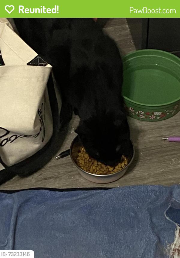 Reunited Male Cat last seen Walmart on Bedford Rd, Bedford, TX 76021