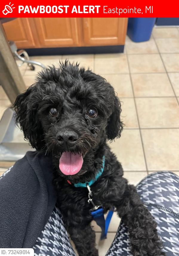 Lost Male Dog last seen 8/Gratiot eastpointe, Eastpointe, MI 48021