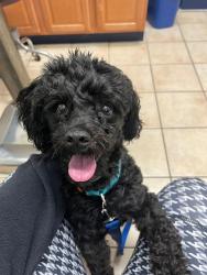 Lost Male Dog last seen 8/Gratiot eastpointe, Eastpointe, MI 48021