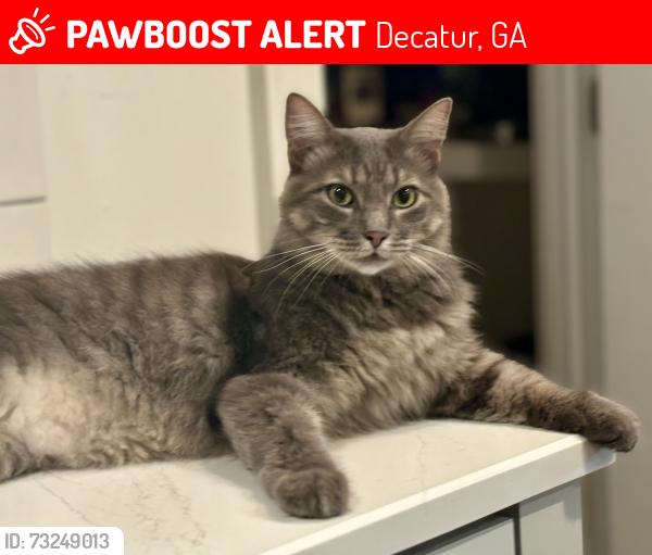 Lost Male Cat last seen East Lake Drive between Pharr and Spring, Decatur, GA 30030