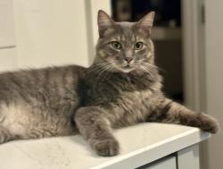 Lost Male Cat last seen East Lake Drive between Pharr and Spring, Decatur, GA 30030