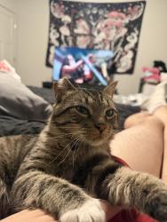 Lost Male Cat last seen 14th st, Meridian, ID 83646