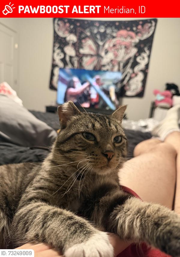 Lost Male Cat last seen 14th st, Meridian, ID 83646