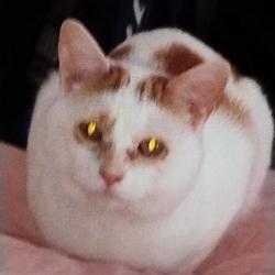Lost Male Cat last seen Laurinaitis Mark D offices, Ewing Township, NJ 08638