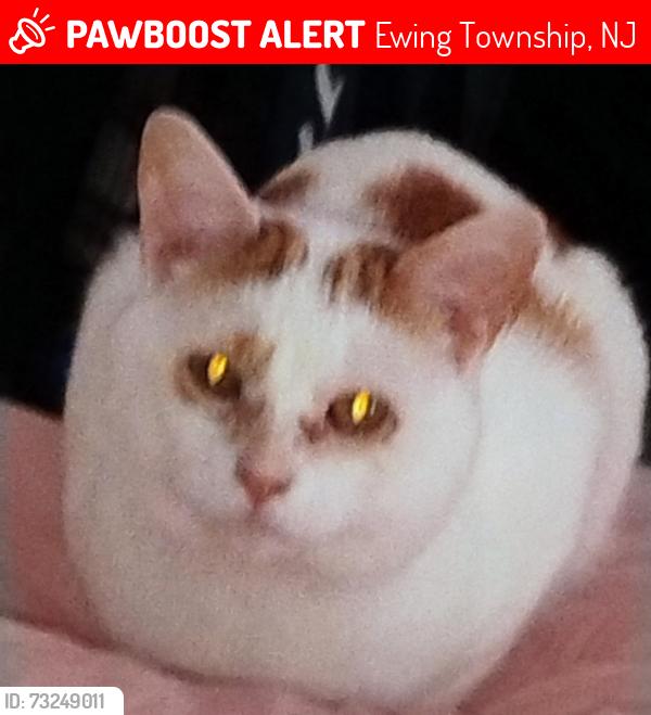 Lost Male Cat last seen Laurinaitis Mark D offices, Ewing Township, NJ 08638