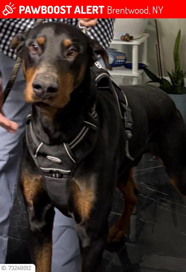 Lost Male Dog last seen Grand blvd Brentwood NY 11717, Brentwood, NY 11717