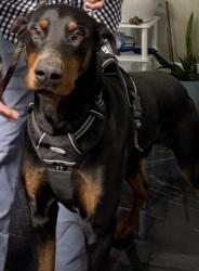 Lost Male Dog last seen Grand blvd Brentwood NY 11717, Brentwood, NY 11717