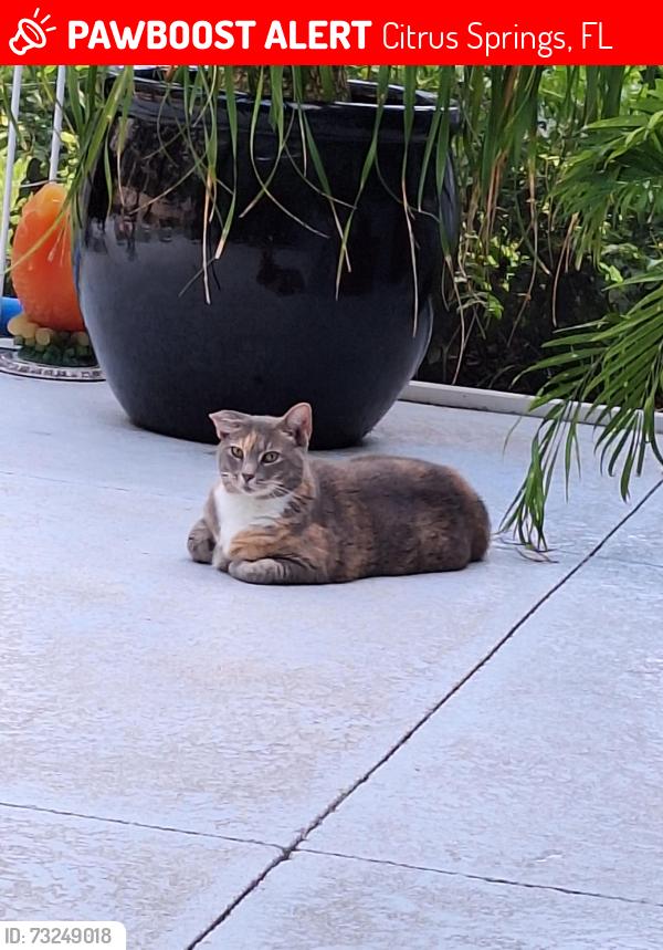 Lost Female Cat last seen Evergreen, Citrus Springs, FL 34434