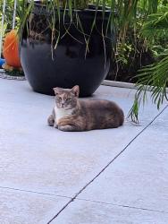 Lost Female Cat last seen Evergreen, Citrus Springs, FL 34434