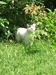 Found/Stray Unknown Cat last seen Mush island, Hazel Green, AL 35750