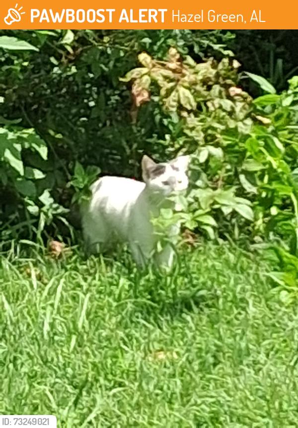 Found/Stray Unknown Cat last seen Mush island, Hazel Green, AL 35750