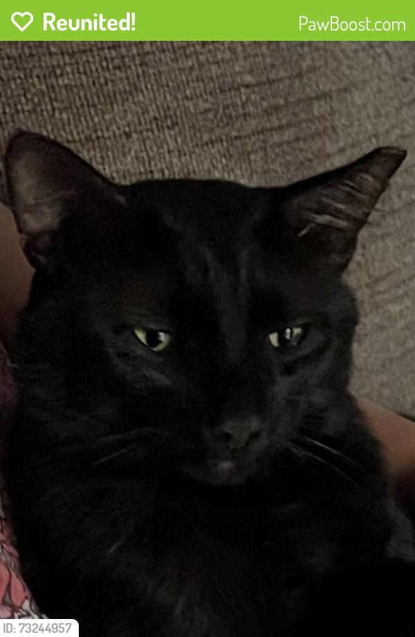 Reunited Male Cat last seen Pine Ln. Columbus NC 28722, Columbus, NC 28722