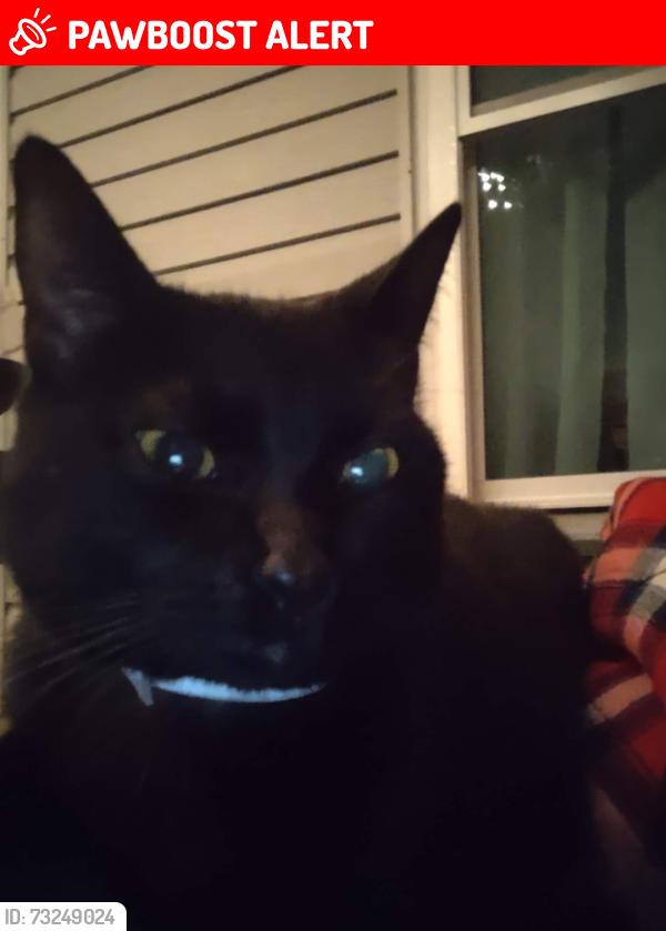 Lost Male Cat last seen Guillory Rd, St. Tammany Parish, LA 70445