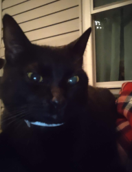 Lost Male Cat last seen Guillory Rd, St. Tammany Parish, LA 70445