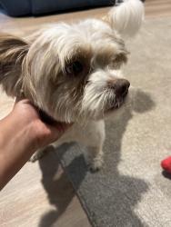 Reunited Male Dog last seen Starbucks, Patchogue, NY 11772