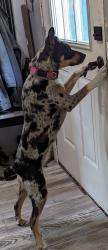 Lost Female Dog last seen Green pond rd Highway 111, Dunlap, TN 37327