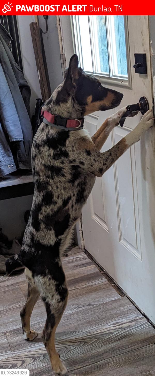 Lost Female Dog last seen Green pond rd Highway 111, Dunlap, TN 37327