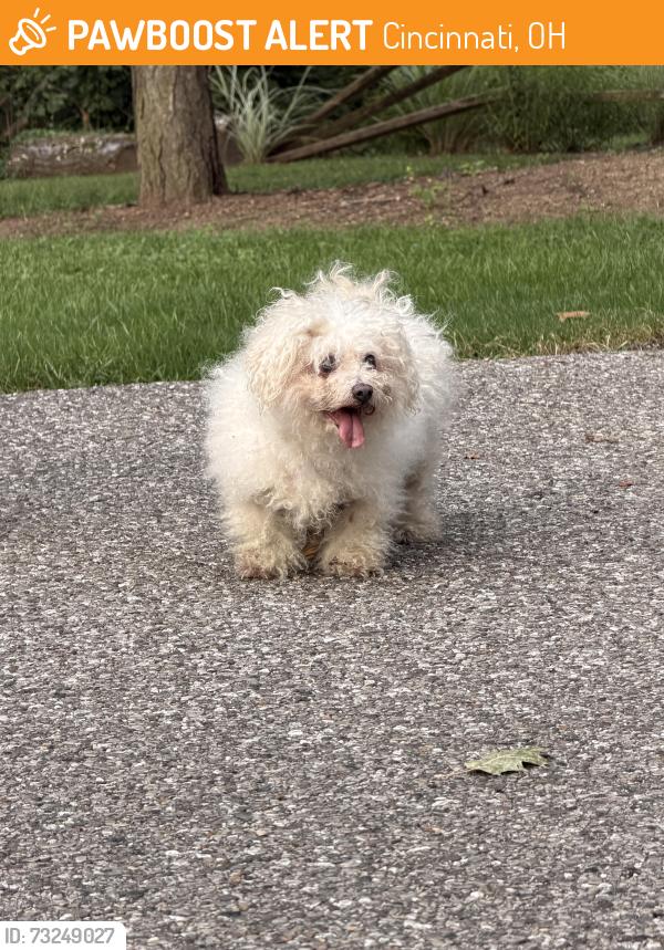 Found/Stray Female Dog last seen Mt. Airy forest, Cincinnati, OH 45223