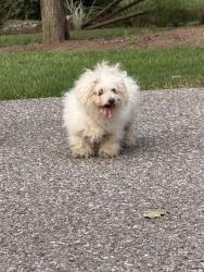 Found/Stray Female Dog last seen Mt. Airy forest, Cincinnati, OH 45223
