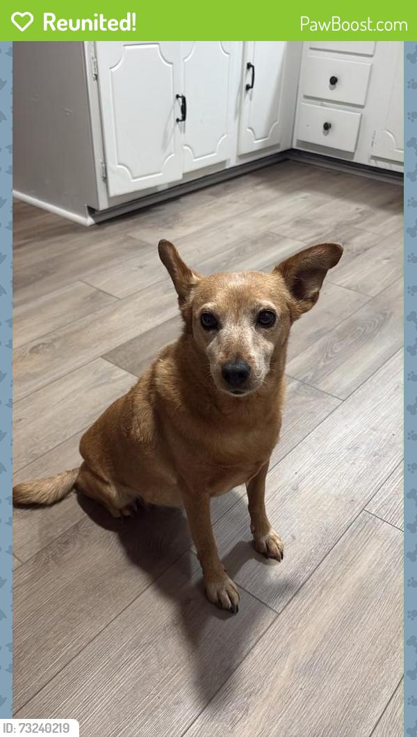 Reunited Female Dog last seen Duke hmstd, Durham, NC 27705