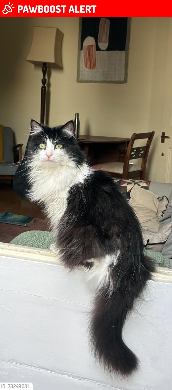 Lost Male Cat last seen Albert Square, SW81BZ, Greater London, England SW8 1BZ