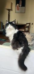 Lost Male Cat last seen Albert Square, SW81BZ, Greater London, England SW8 1BZ