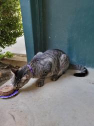 Found/Stray Unknown Cat last seen Camp Bowie West and Cimarron, Fort Worth, TX 76116
