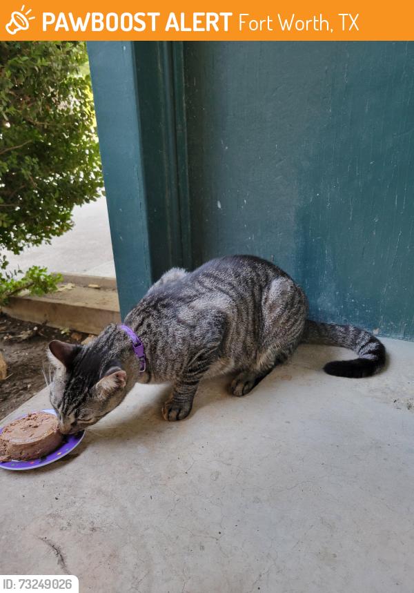 Found/Stray Unknown Cat last seen Camp Bowie West and Cimarron, Fort Worth, TX 76116