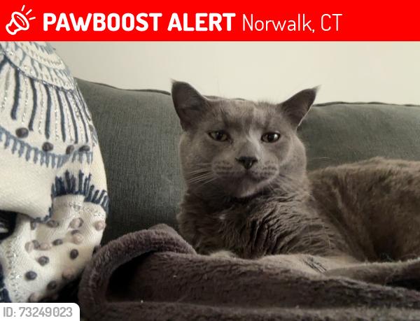 Lost Male Cat last seen Near saint matthews, Norwalk, CT 06854